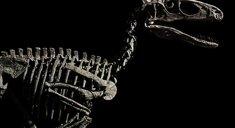 Jurassic Park: subastan por 12 millones de dólares el esqueleto que inspiró a los velociraptors
